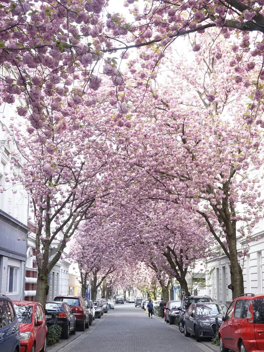 Kirschblüte in der Bonner Altstadt