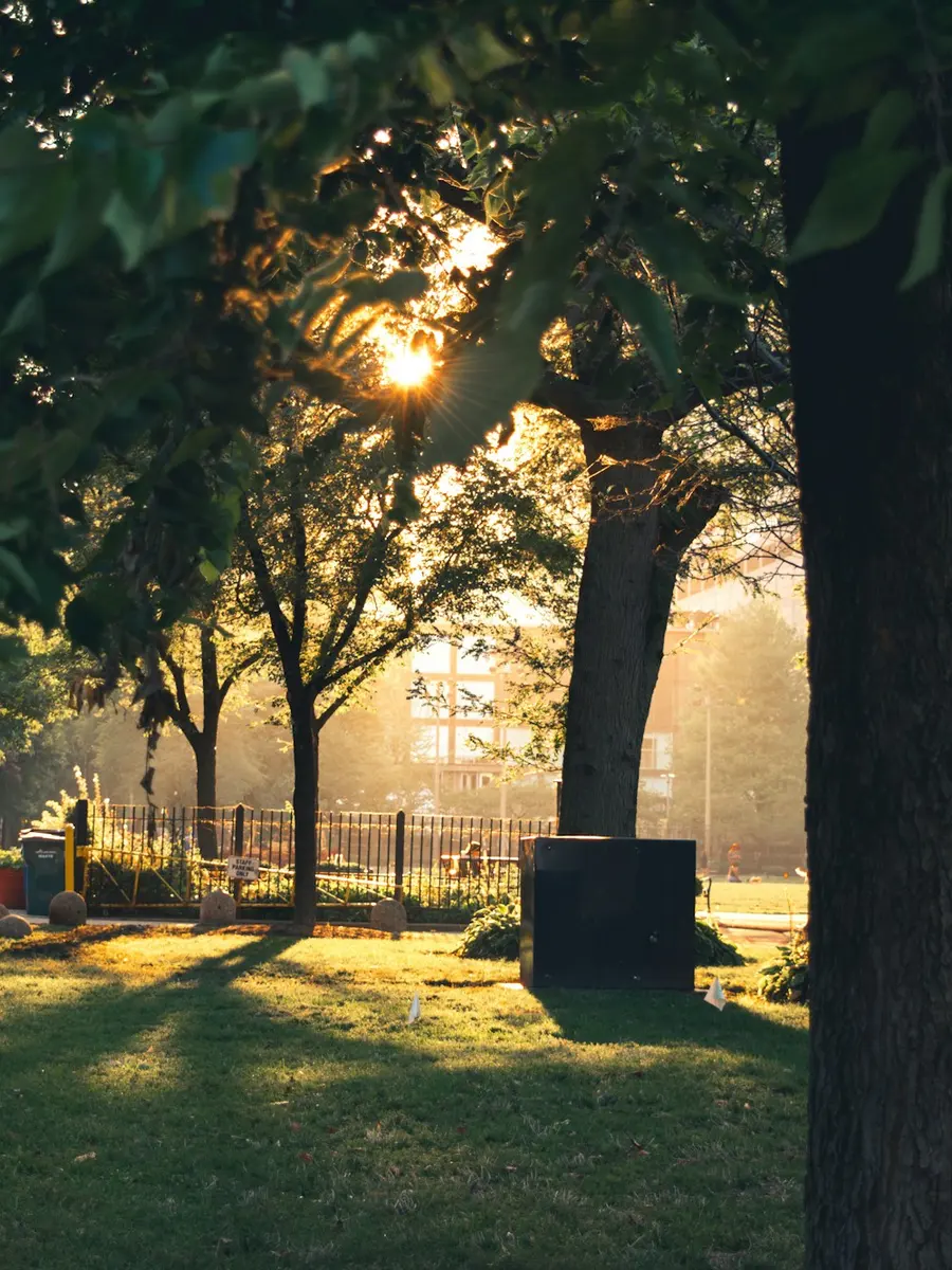Park im Abendlicht