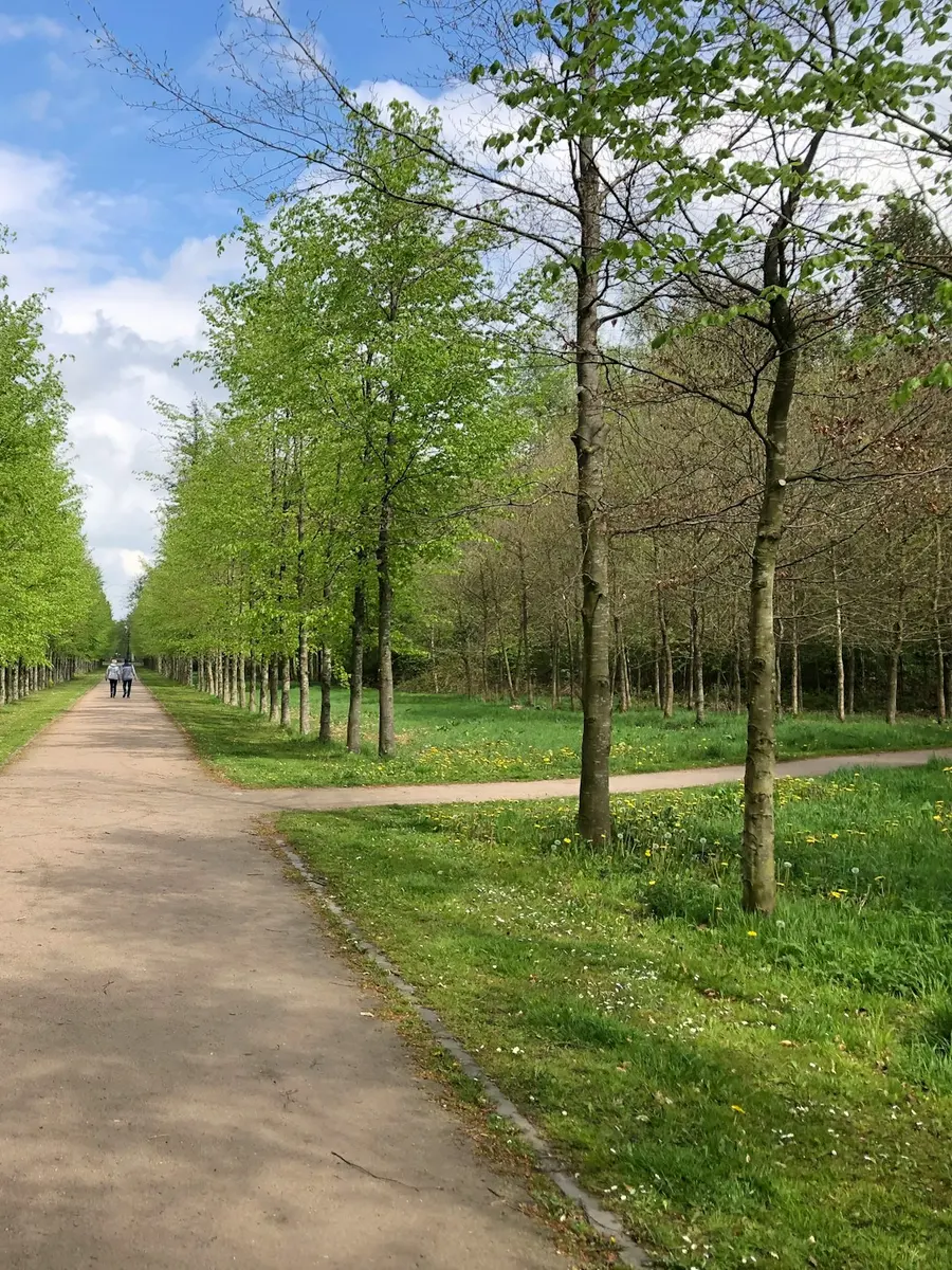 Parkweg zwischen zwei Baumreihen