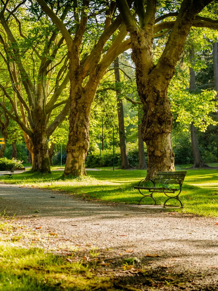 Stadtpark mit alten Bäumen und einer Bank