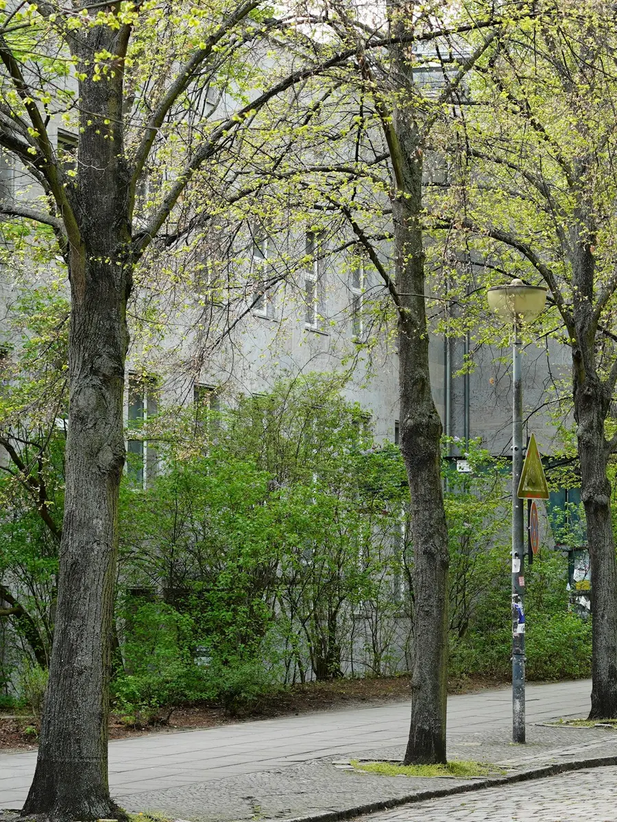 Straße mit alten Bäumen in einem Wohnviertel